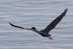 Pacific Reef Egret